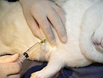 The rabbit will usually die due to the blood loss, but an overdose of barbiturate can be injected intracardially if necessary.