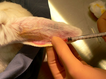 After ensuring that the needle is properly placed, inject the fluid steadily into the vein