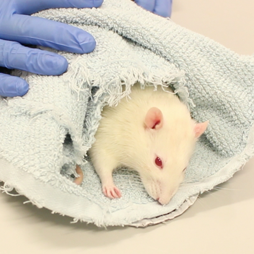 Make sure that the rat's airways are not covered. This is particularly important for animals that are sedated, since the sedative may induce hypoventilation.