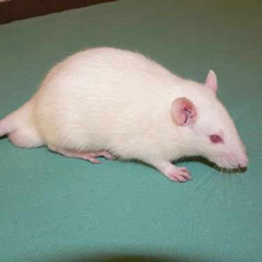 Rats are intelligent and sociable creatures that respond well to gentle handling.