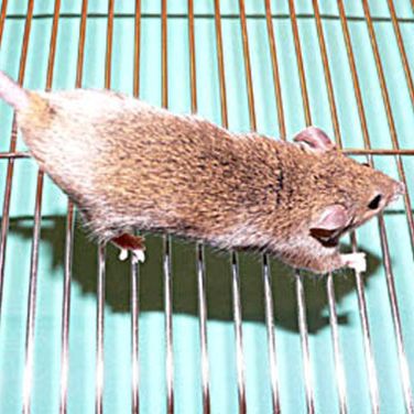 Place the mouse on a surface where it can gain a foothold, and stretch the animal out by applying gentle traction to the tail.