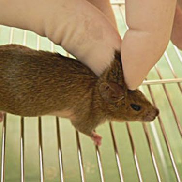 Immobilise the mouse by the scruff of the neck between your thumb and index finger, making sure that the skin fold lies across the animal's body, thus avoiding undue tension on the neck.