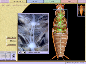 The Virtual Roach