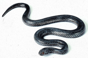 Common Viper, Young Melanic