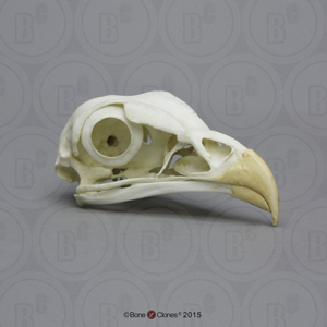 Secretary Bird Skull