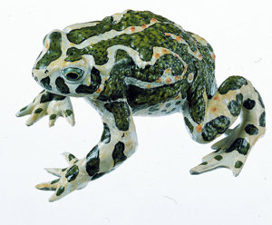 Green Toad