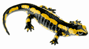 Striped Fire Salamander, Female