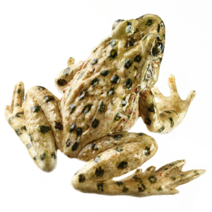 COMMON PARSLEY FROG, FEMALE