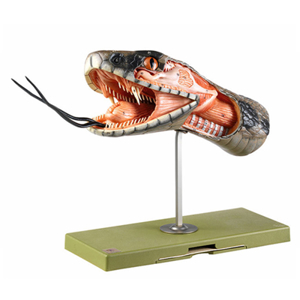 ANATOMY OF THE HEAD OF A SNAKE ANATOMY OF THE HEAD OF A SNAKE