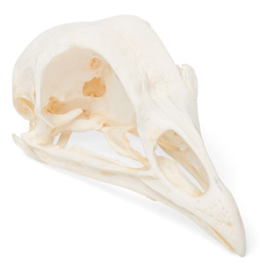 Chicken Skull (Gallus Gallus Domesticus)