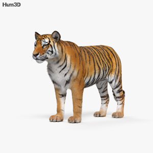 Tiger 3D Model