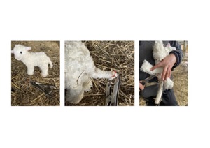 Lamb Model Lamb Model