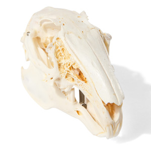 Rabbit Skull (Oryctolagus Cuniculus Var. Domestica)