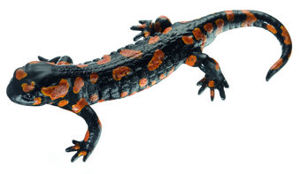 Fire Salamander, Red Variety, Male