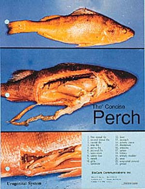 Perch Diss Chart