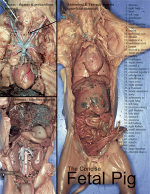 fetal pig dissection diagram