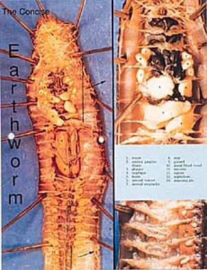 Earthworm Diss Chart