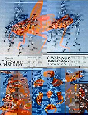 Grasshopper Diss Chart Grasshopper Diss Chart