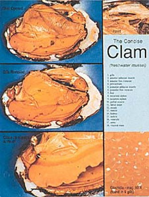 Clam Diss Chart