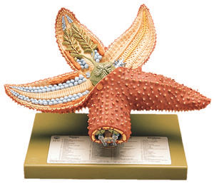 Starfish
