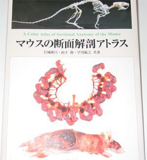 Sectional Anatomy of the Mouse(2) Sectional Anatomy of the Mouse(2)