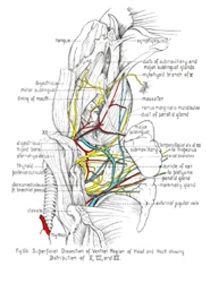 Anatomy of the rat - 2 Anatomy of the rat - 2