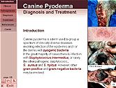 Canine pyoderma outlet pictures