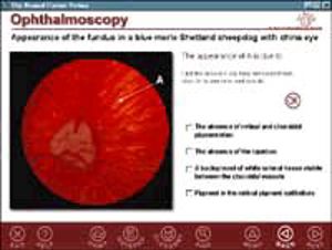 Normal Canine Retina Normal Canine Retina