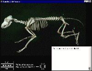 QA - Hind Limb Bones