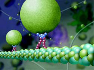 Cell Movement and Transport video