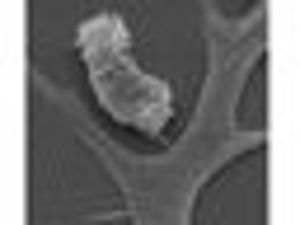 Atlas of Histology webpages Atlas of Histology webpages