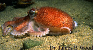 Cephalopod Web page