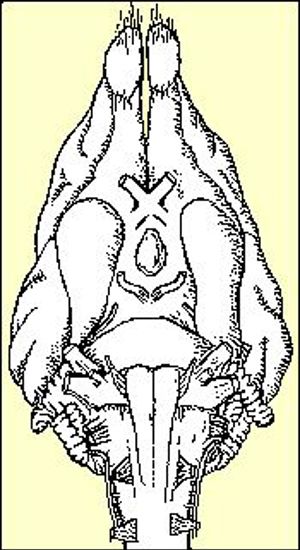 Cranial Nerves Reference (CP) Cranial Nerves Reference (CP)