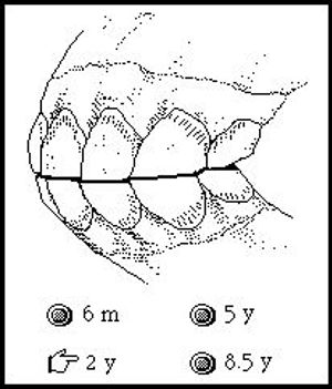 horse teeth age