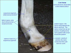 Ungulate Anatomy (CP)