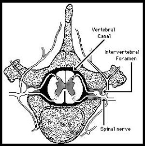 Spinal Cord Tutor (CP) Spinal Cord Tutor (CP)