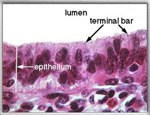 Histology Courseware (CP) Histology Courseware (CP)