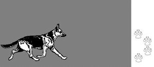 Gaits, Trot (WP) Gaits, Trot (WP)