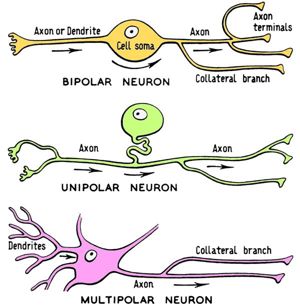 Neurobiology Lectures (WP) Neurobiology Lectures (WP)