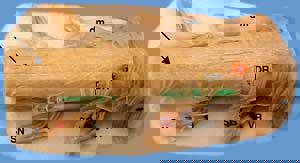 Neurobiology Lectures, Lab II (WP)