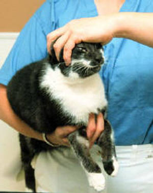 Handling, Restraint Web pages Handling, Restraint Web pages
