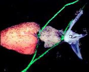 Experiments on Impulse (IWF)