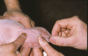 Blood Sampling (pig) Blood Sampling (pig)
