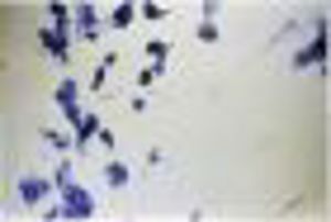 Vaginal Smears (Rat)