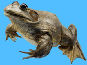 DryLab Frog (CD, Neotek)