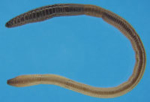 DryLab Worm (Neotek)
