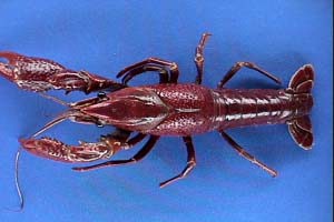 DryLab Crayfish (Neotek)
