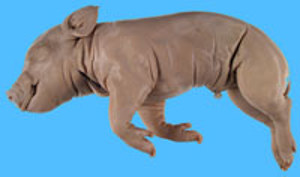 DryLab Fetal Pig (Neotek)