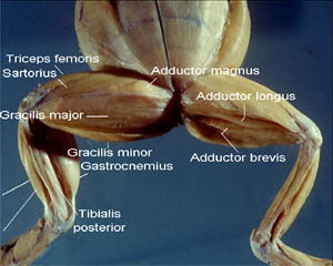 Frog Dissection Laboratory