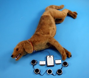 Goldie BHS Simulator Mannikin (R. Critters) Goldie BHS Simulator Mannikin (R. Critters)
